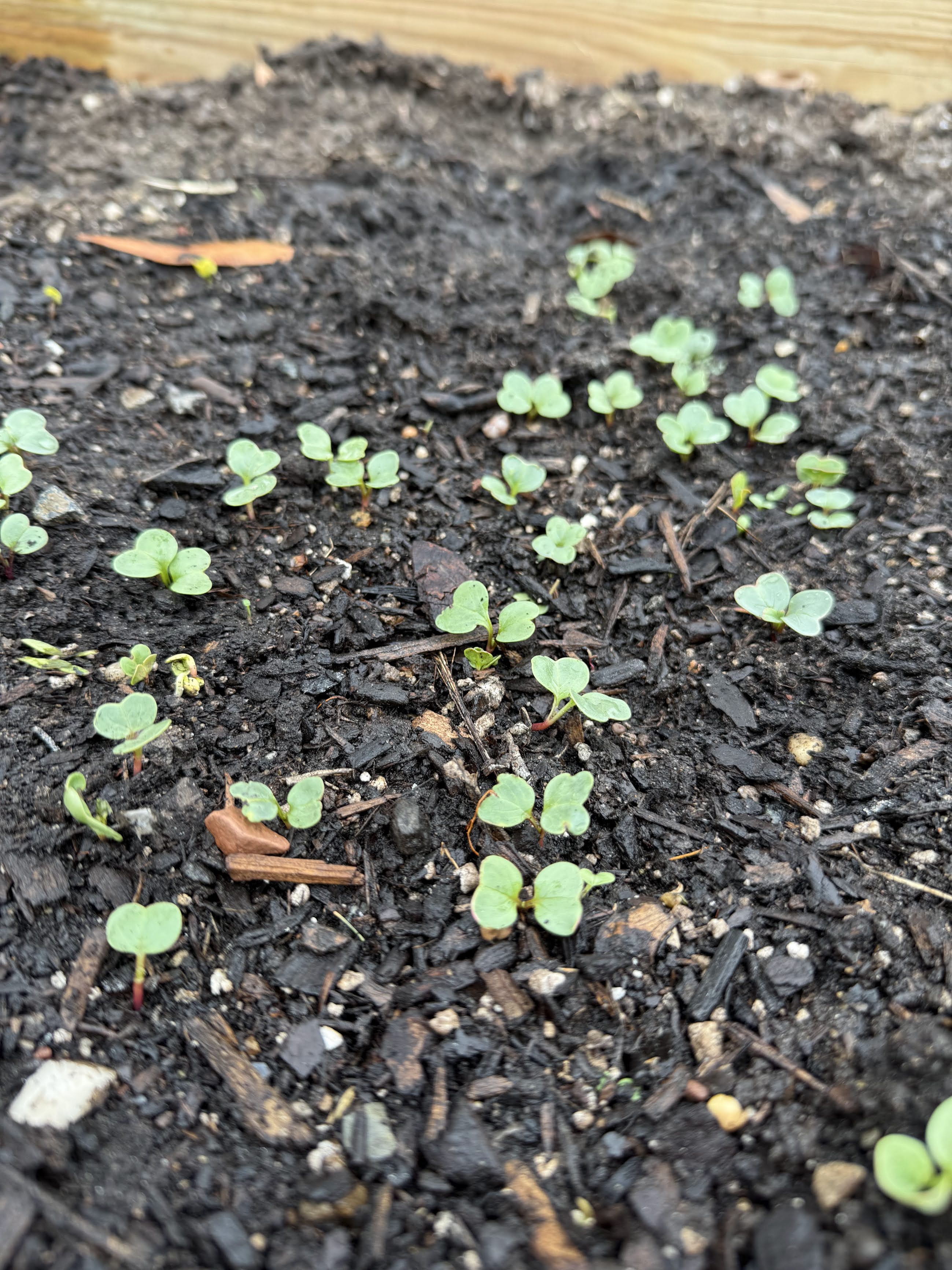 How To Align With Spring’s Natural&nbsp;Energy